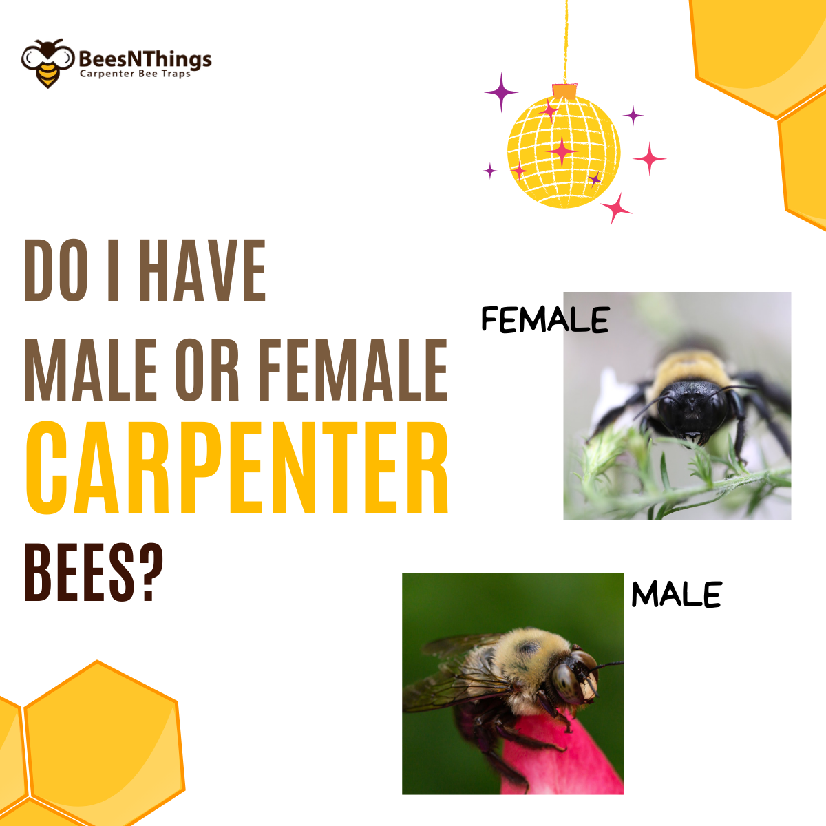 Do I Have Male or Female Carpenter Bees  Bee's N Things