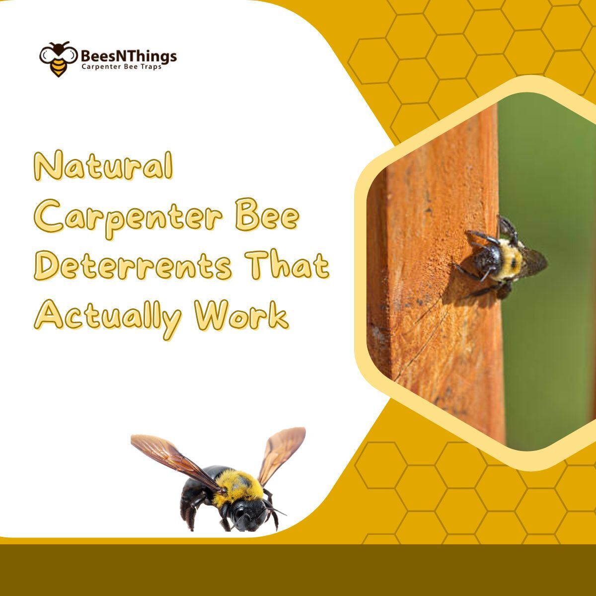 Natural Carpenter Bee Deterrents That Actually Work