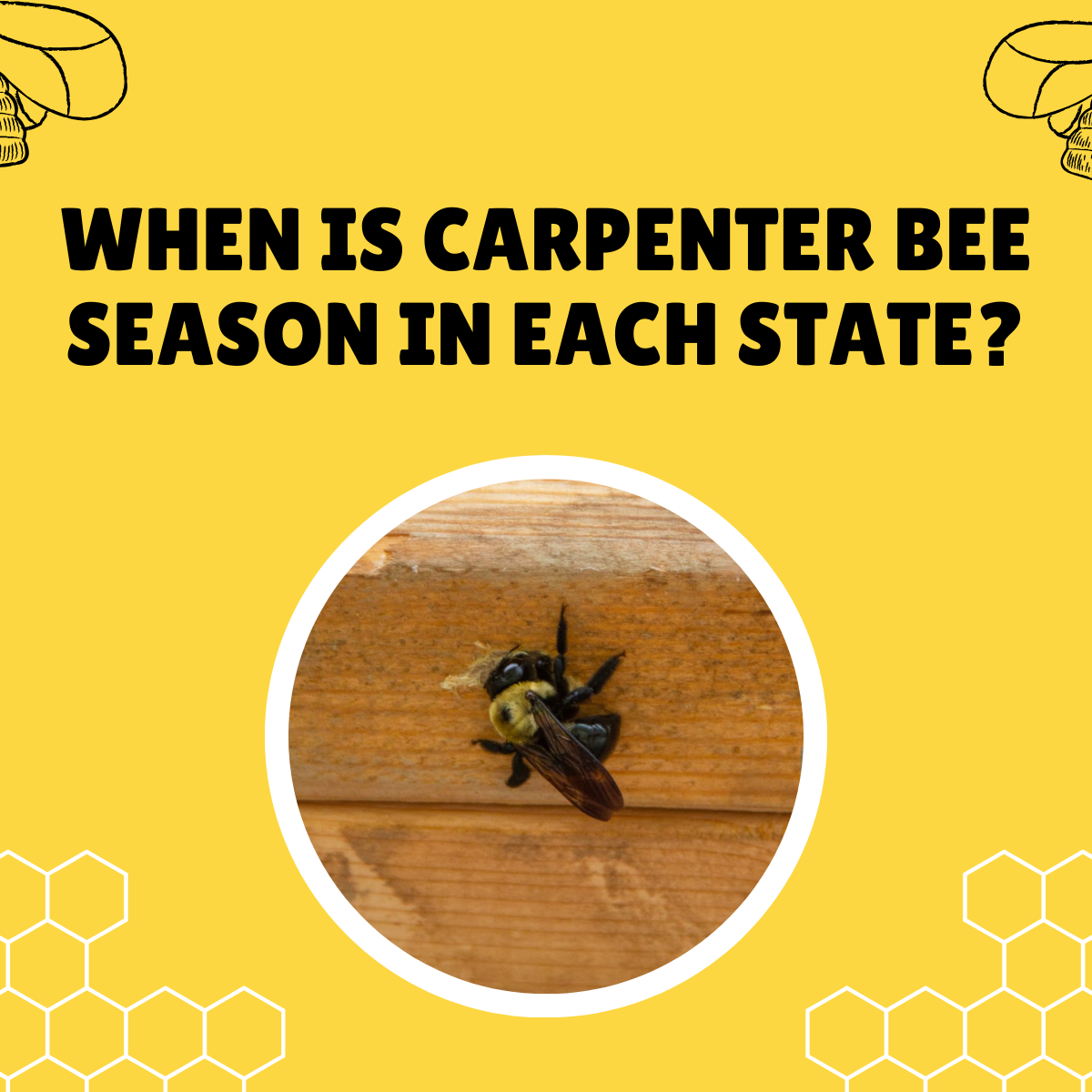 When Is Carpenter Bee Season In Each State