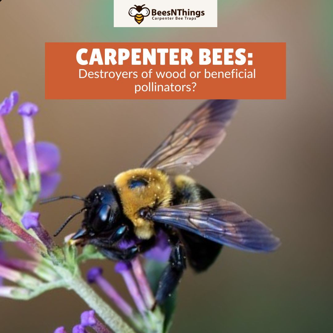 Carpenter Bees: Nasty Destroyers or Beneficial Pollinators?