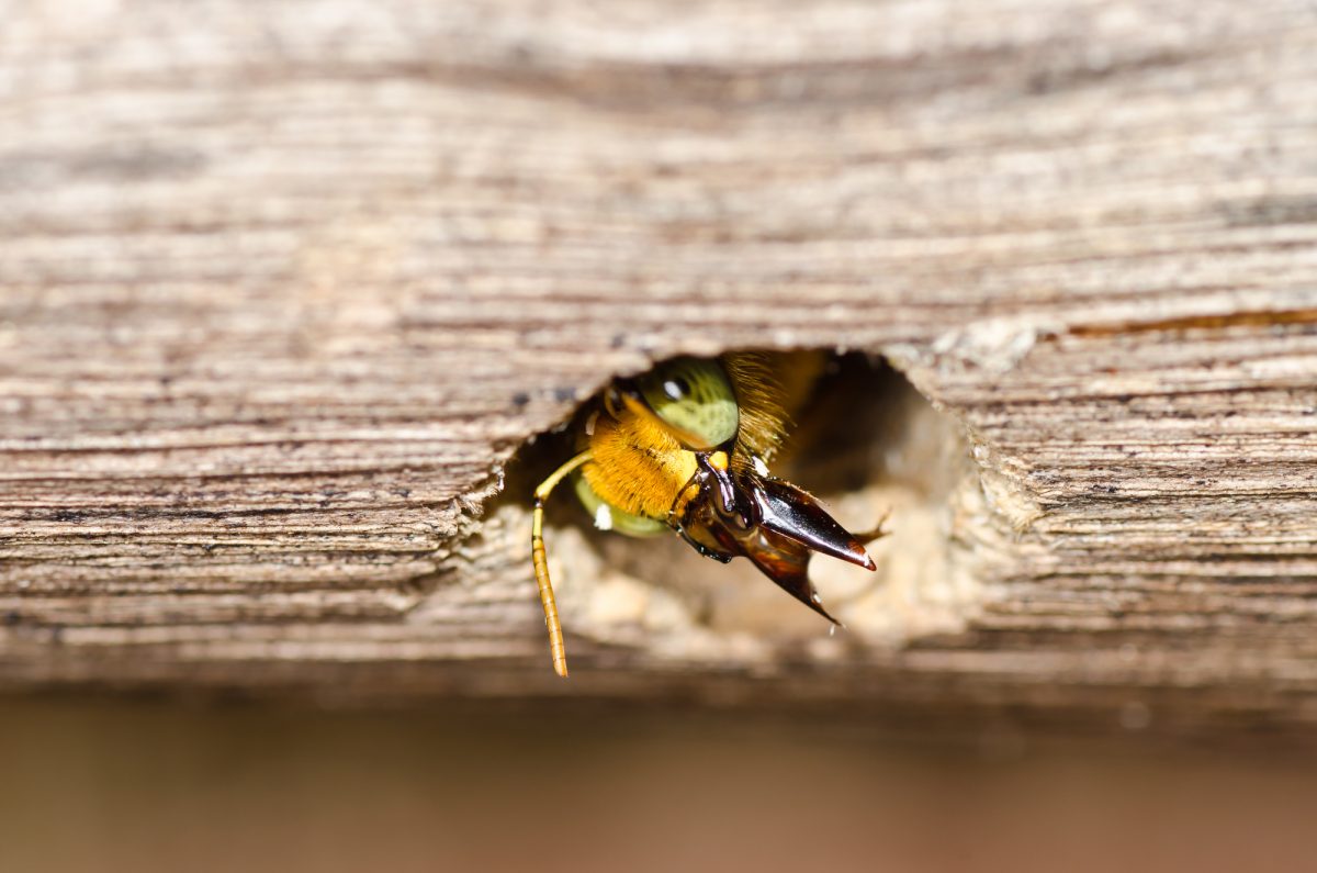 What Kills Carpenter Bees Instantly and How to Get Rid of the Nest