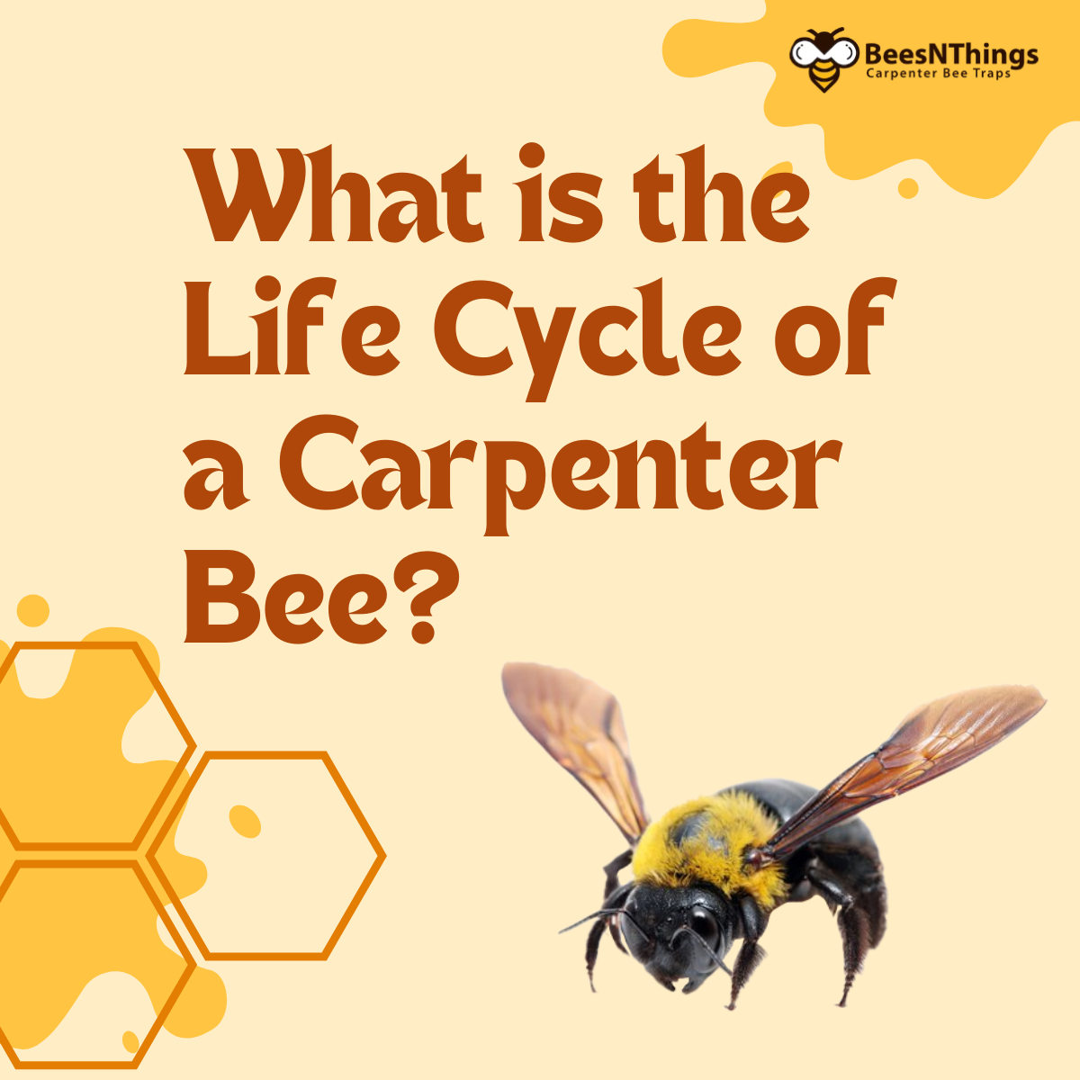 What is the Life Cycle of a Carpenter Bee?