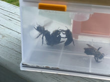 Load image into Gallery viewer, Carpenter Bee Trap

